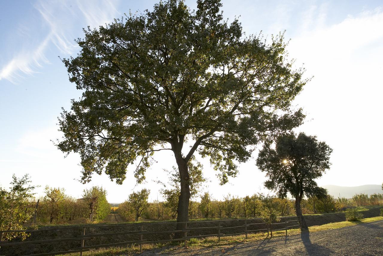 Agriturismo Lucerna Del Lago Prile Castiglione della Pescaia Exterior foto